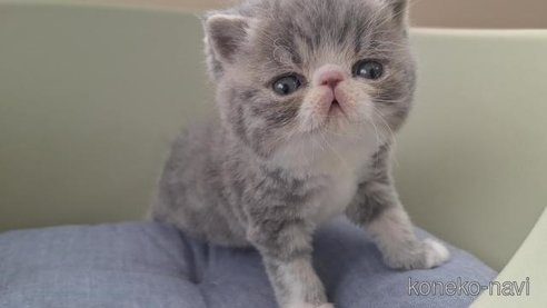 成約済の岐阜県のエキゾチックショートヘア-112559の5枚目
