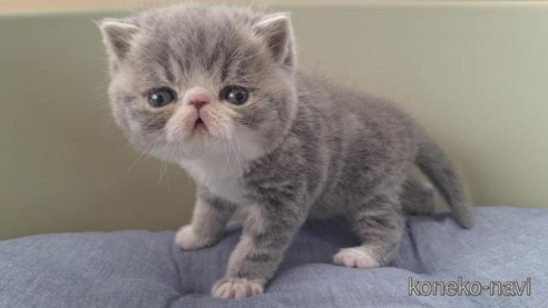 販売中の岐阜県のエキゾチックショートヘア-112559