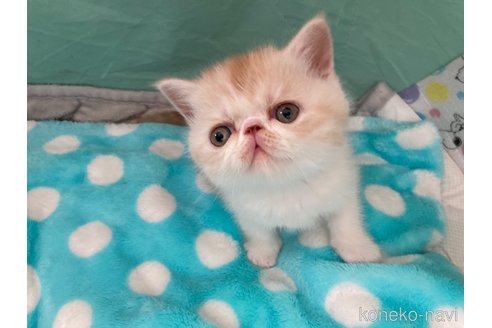 商談中の愛知県のエキゾチックショートヘア-112582の7枚目
