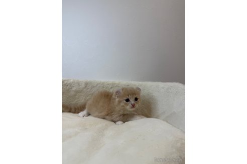 成約済の埼玉県のアメリカンカール-112571の4枚目
