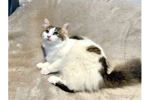 販売中の北海道のノルウェージャンフォレストキャット-112590の8枚目