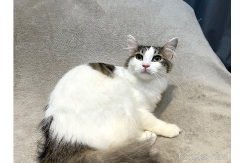 販売中の北海道のノルウェージャンフォレストキャット-112590の9枚目