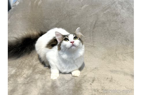販売中の北海道のノルウェージャンフォレストキャット-112590の3枚目