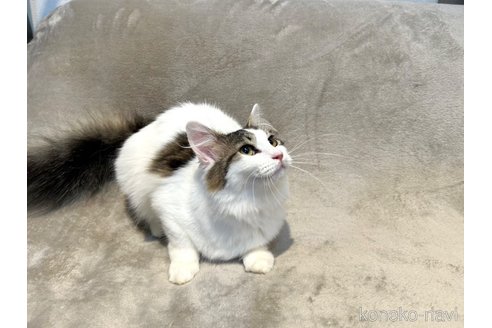 販売中の北海道のノルウェージャンフォレストキャット-112590の4枚目