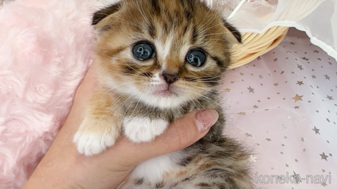 成約済の群馬県のスコティッシュフォールド(折れ耳)-112596の1枚目