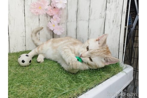 成約済の三重県のアメリカンショートヘア-98717の4枚目