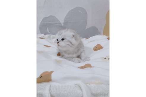 成約済の千葉県のミヌエット-112601の5枚目