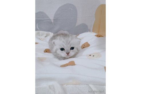 成約済の千葉県のミヌエット-112601の8枚目
