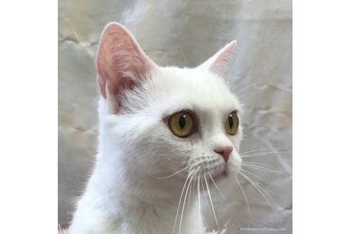 販売中の千葉県のスコティッシュストレート-31445