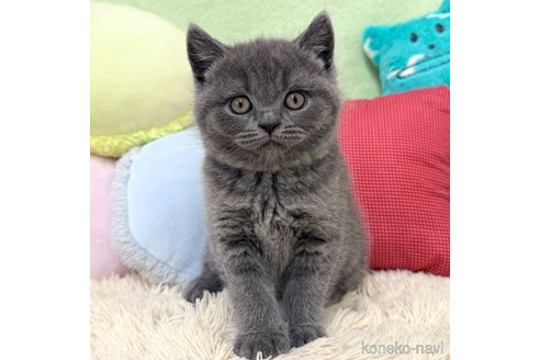 成約済の大阪府のブリティッシュショートヘア-110258の1枚目