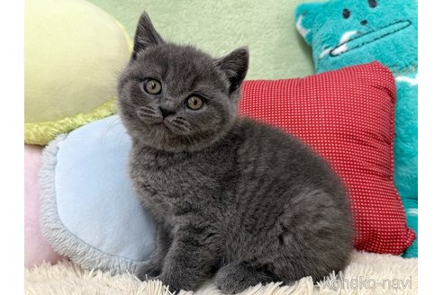 成約済の大阪府のブリティッシュショートヘア-110258の5枚目