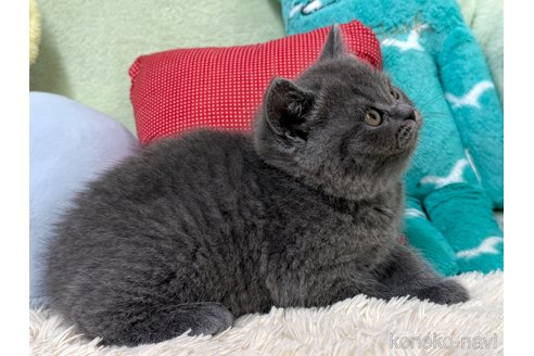 成約済の大阪府のブリティッシュショートヘア-110258の6枚目
