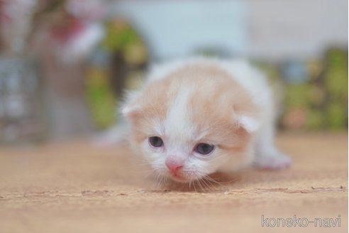 販売中の北海道のマンチカン-112624の7枚目