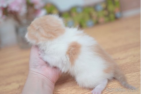販売中の北海道のマンチカン-112624の8枚目