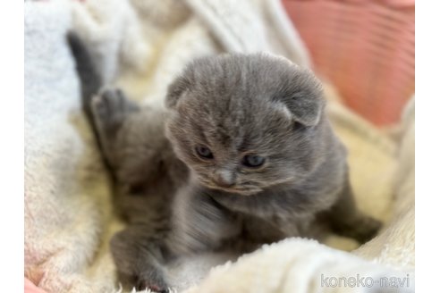 成約済の千葉県のスコティッシュフォールド(折れ耳)-111977の3枚目