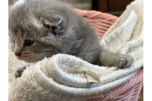 成約済の千葉県のスコティッシュフォールド(折れ耳)-111975の2枚目