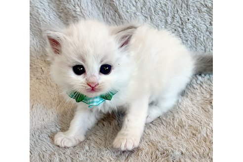 成約済の福島県のラグドール-112630の12枚目