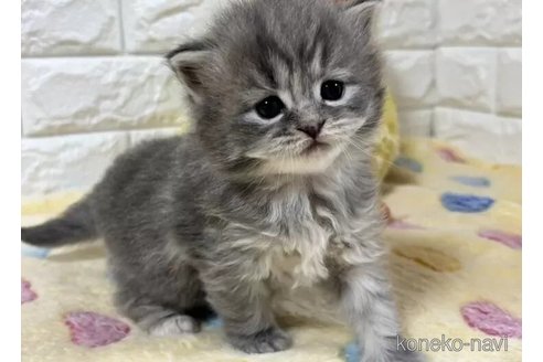 成約済の山梨県のサイベリアン-112660の4枚目