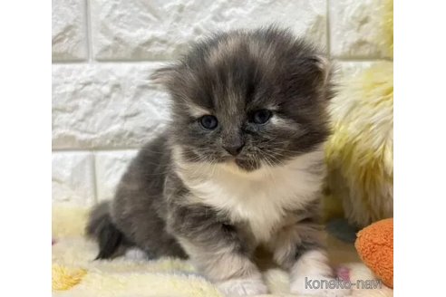 成約済の山梨県のサイベリアン-112662の3枚目