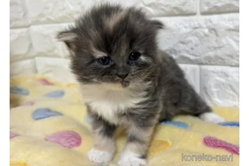 成約済の山梨県のサイベリアン-112662の4枚目