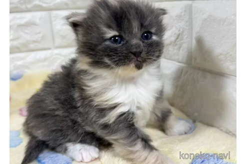 成約済の山梨県のサイベリアン-112662の6枚目