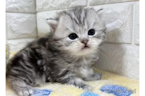 成約済の山梨県のスコティッシュフォールド-112663の3枚目