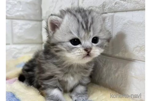 成約済の山梨県のスコティッシュフォールド-112663の5枚目