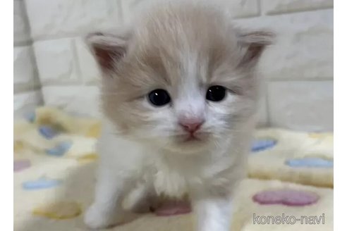 成約済の山梨県のサイベリアン-112666の2枚目