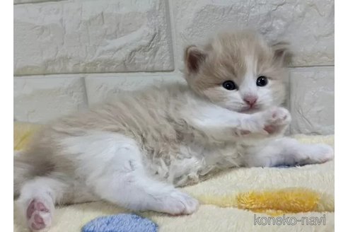 成約済の山梨県のサイベリアン-112666の4枚目