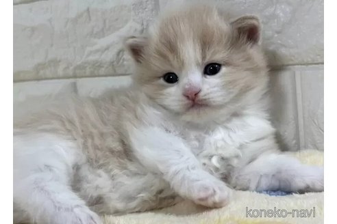 成約済の山梨県のサイベリアン-112666の3枚目