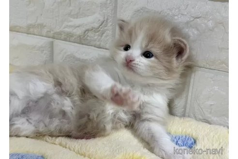 成約済の山梨県のサイベリアン-112666の6枚目