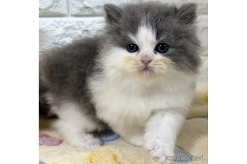 成約済の山梨県のスコティッシュフォールド-112667の2枚目