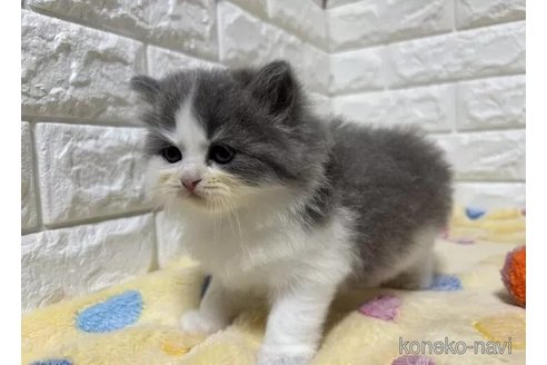 成約済の山梨県のスコティッシュフォールド-112667の4枚目