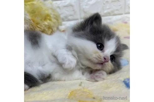 成約済の山梨県のスコティッシュフォールド-112667の5枚目