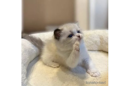 成約済の沖縄県のラグドール-112675の1枚目