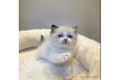 成約済の沖縄県のラグドール-112675の2枚目