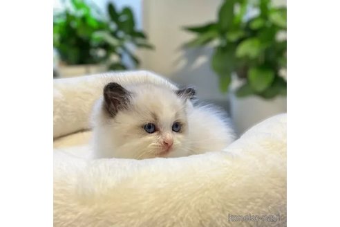 成約済の沖縄県のラグドール-112677の3枚目