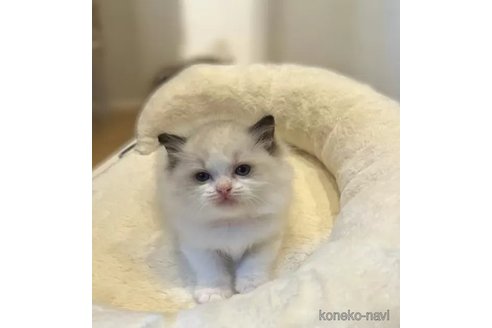 成約済の沖縄県のラグドール-112679の2枚目