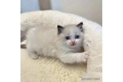 成約済の沖縄県のラグドール-112679の3枚目