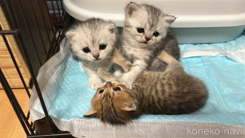 成約済の愛知県のミヌエット-112521の3枚目