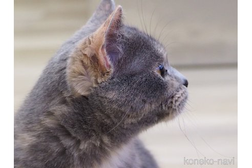 ススちゃん1枚目