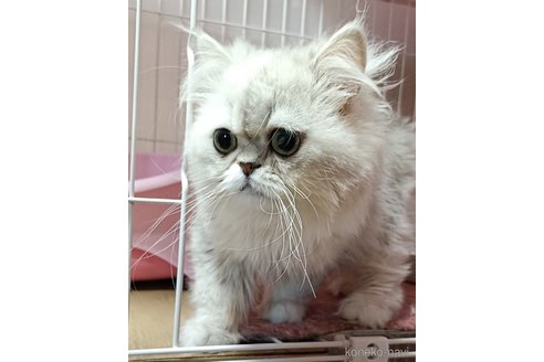 の奈良県の-