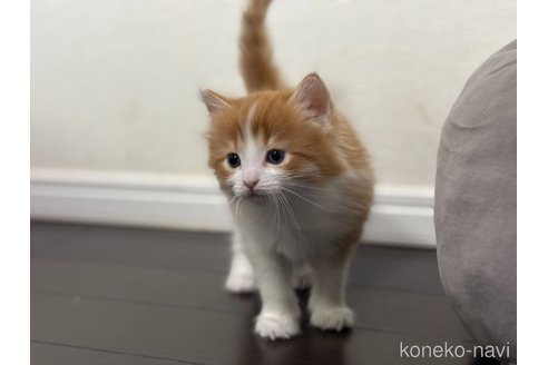 成約済の神奈川県のノルウェージャンフォレストキャット-112195の8枚目