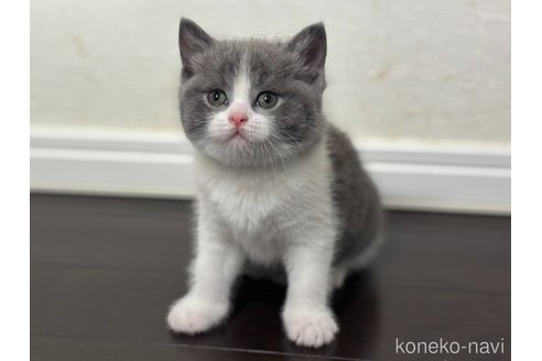 成約済の神奈川県のスコティッシュフォールド-112190の8枚目