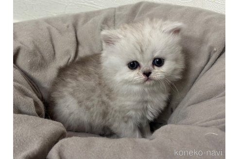 販売中の神奈川県のペルシャ-112191の6枚目