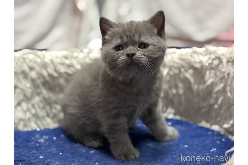 成約済の神奈川県のスコティッシュフォールド-112705の4枚目