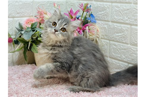 成約済の東京都のラガマフィン-110247の3枚目