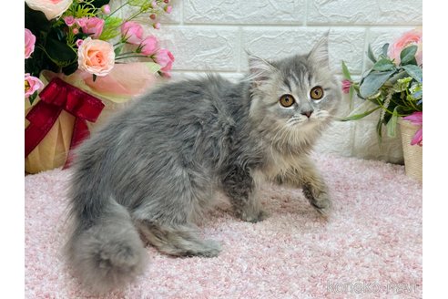 成約済の東京都のラガマフィン-110247の4枚目