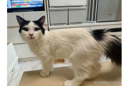 成約済の東京都のラガマフィン-112538の2枚目