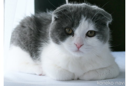 販売中の長野県のスコティッシュフォールド(折れ耳)-107780の1枚目